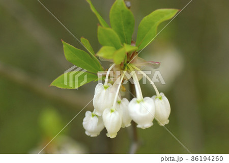 うつむいて咲くドウダンツツジ(灯台躑躅,満天星)の白い釣り鐘状の花が可愛い うつむいて咲くドウダンツツジ(灯台躑躅,満天星)の白い釣り鐘状の花が可愛い 86194260