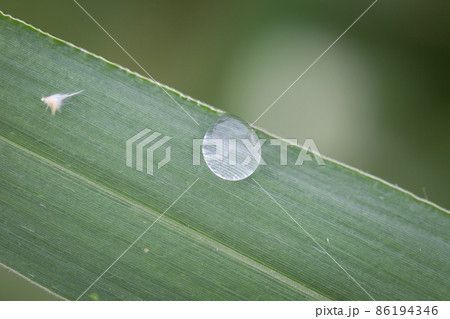 Dew drops on grass 86194346