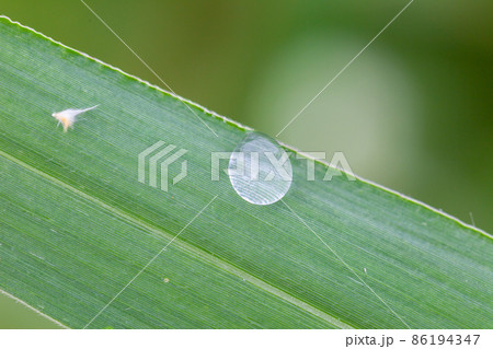 Dew drops on grass 86194347