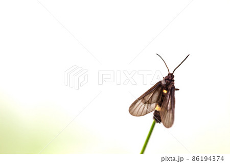 black butterfly perched on leaf black butterfly perched on leaf 86194374