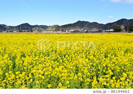 早春の南房総 鴨川の菜な畑ロード 青空のもと満開の菜の花が輝く 早春の南房総 鴨川の菜な畑ロード 青空のもと満開の菜の花が輝く 86194662