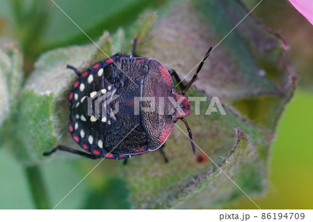 Closeup on a dark nympho f the Southern green shieldbug, Nezara viridula sitting on top of a leaf in the garden 86194709
