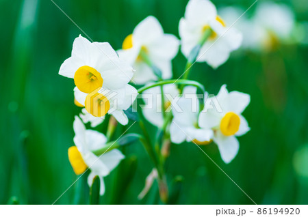 越前水仙 86194920