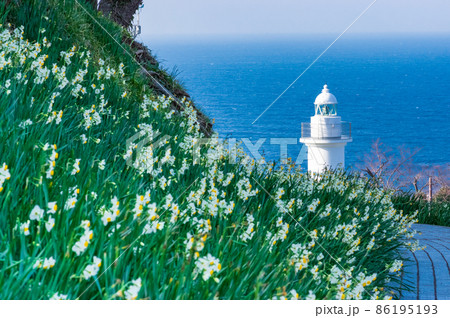 福井県越前水仙 福井県越前水仙 86195193