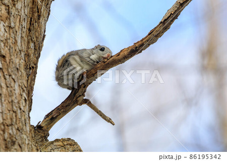 【北海道】エゾモモンガ 86195342