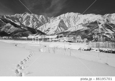 雪原に残る動物の足跡と雄大なる後立山連峰【北安曇郡白馬村】 雪原に残る動物の足跡と雄大なる後立山連峰【北安曇郡白馬村】 86195701