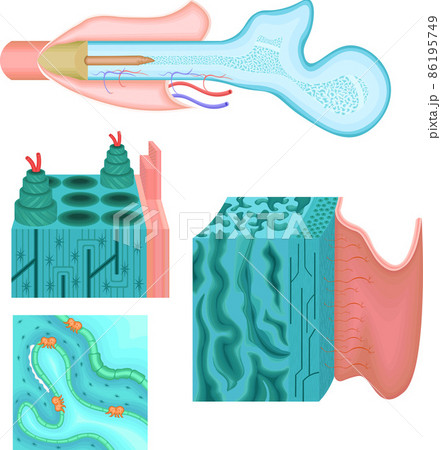 長骨　骨　大腿骨　イラスト 86195749