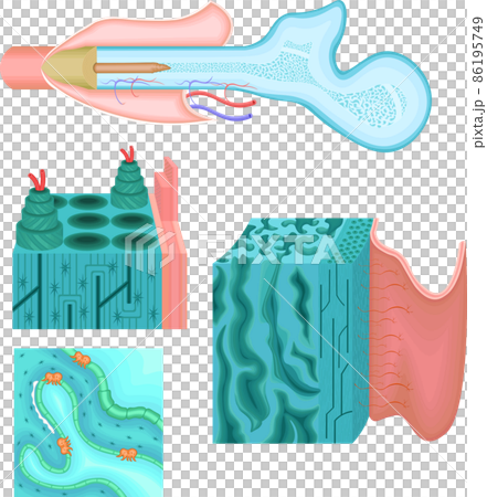 長骨　骨　大腿骨　イラスト 86195749