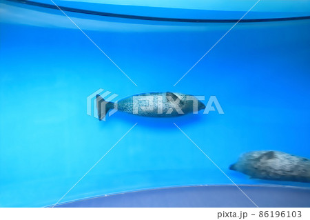 しながわ水族館　アザラシ館 86196103