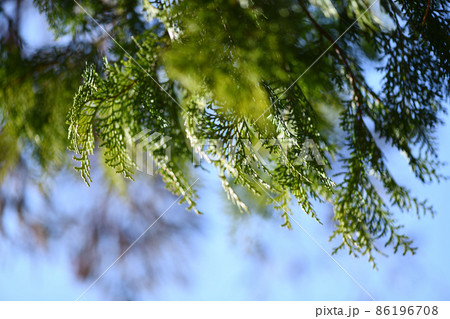 早春のヒノキ（檜）の葉 86196708