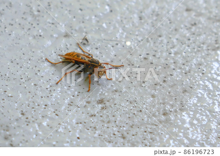 コンクリート上のアシナガバチ コンクリート上のアシナガバチ 86196723