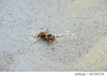 コンクリート上のアシナガバチ コンクリート上のアシナガバチ 86196724