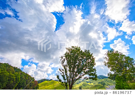 夏　高原　砥峰高原　ススキ　すすき　砥峰高原のすすき　旅 86196737