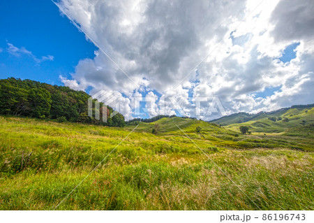 夏　高原　砥峰高原　ススキ　すすき　砥峰高原のすすき　旅 86196743
