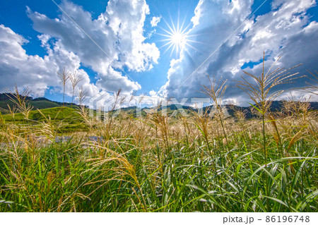 夏　高原　砥峰高原　ススキ　すすき　砥峰高原のすすき　旅 86196748