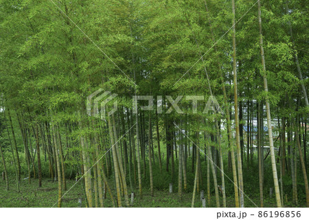 新緑の竹林 新緑の竹林 86196856
