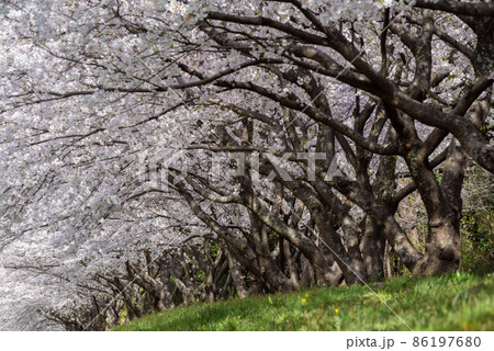 桜並木 桜並木 86197680