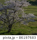 桜 86197683