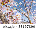 満開の桜 86197890