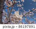 満開の桜 86197891