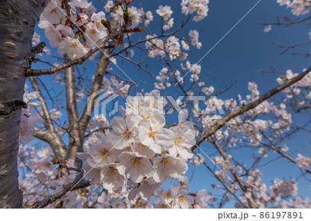 満開の桜 満開の桜 86197891
