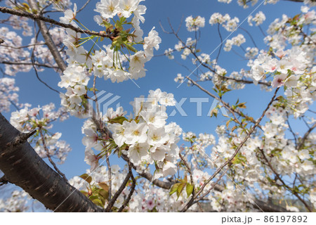 早春のイメージ素材 86197892
