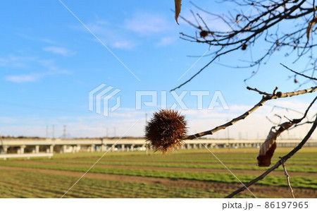 寒風の中残る栗のイガ　冬の日　風景 86197965