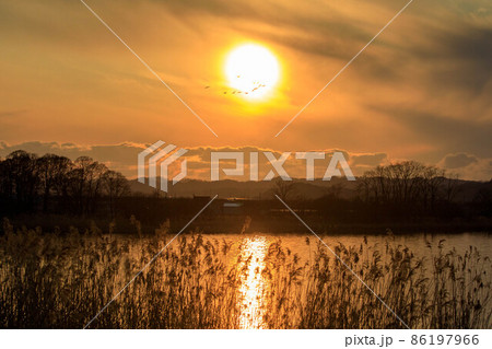 【北海道】宮島沼の夜景とマガン 86197966