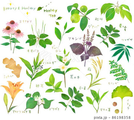 リラックスと健康と美容のための植物の葉の健康茶セット白バックイラスト素材 86198358