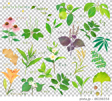 リラックスと健康と美容のための植物の葉の健康茶セット白バックイラスト素材 86198358