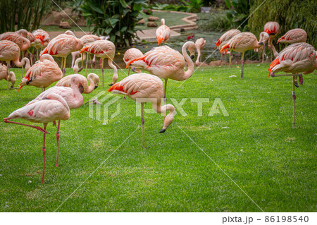 A flock of pink flamingos in a meadow in Loro Parque, Tenerife  86198540
