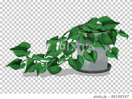 Planting pot foliage plant 86198597