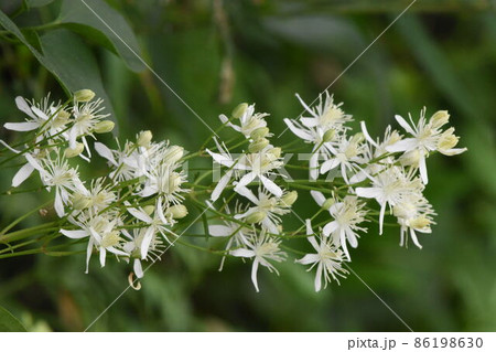 野草 野草 86198630