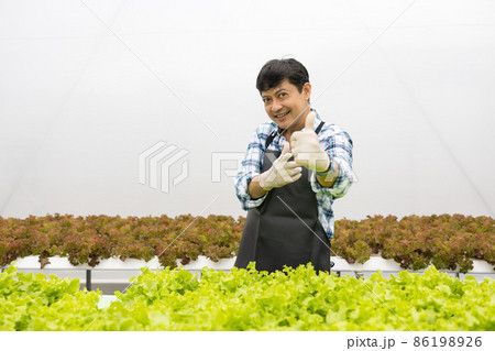 Happy asian farmer in the farm salad producing garden hydroponically without soil agricultural in the greenhouse organic for health food 86198926