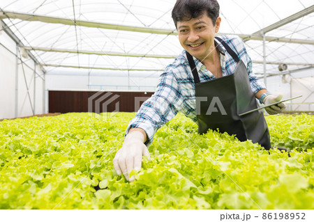 At a greenhouse, a smart young Asian farmer uses a tablet to monitor the quality and quantity of an organic hydroponic vegetable garden. 86198952