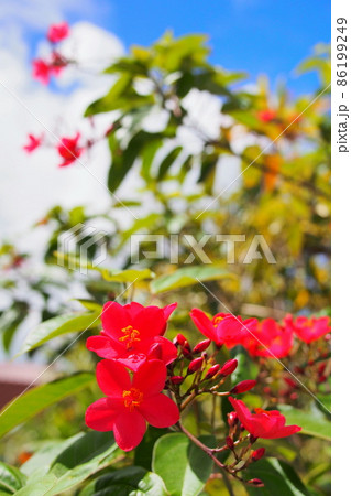 【沖縄】提琴桜(テイキンザクラ】 【沖縄】提琴桜(テイキンザクラ】 86199249