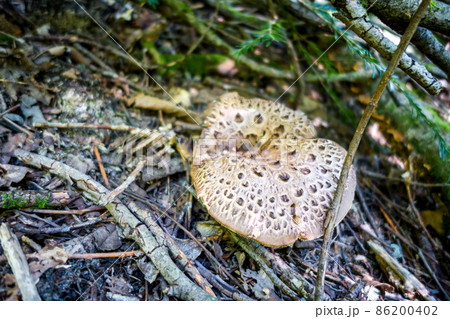 Mushroom closeup view in a forest 86200402