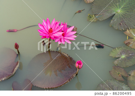 lotus flower at park with the bokeh light background. 86200495