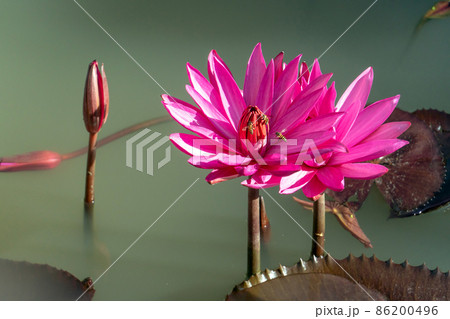 lotus flower with insect at park with the bokeh light background. bee on a lotus.above 86200496