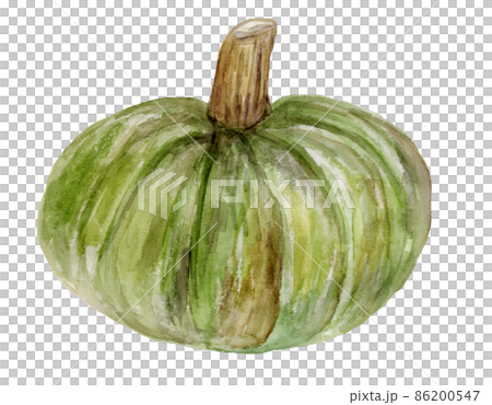 手描き水彩の蔵王かぼちゃ真横向きのイラスト素材 [86200547] - PIXTA