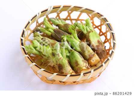 たらの芽 86201429