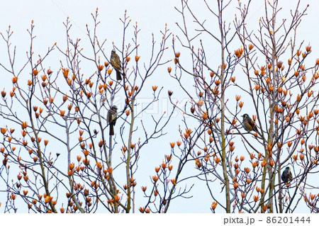 ハンテンボクに集まるヒヨドリ 86201444