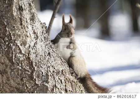 エゾリス 86201617