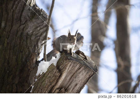 エゾリス エゾリス 86201618