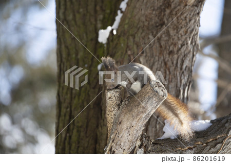 エゾリス 86201619