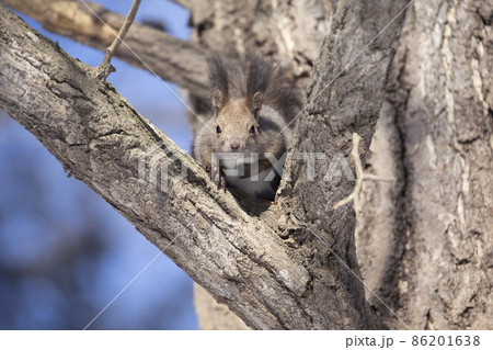 エゾリス エゾリス 86201638