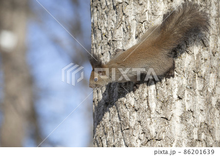 エゾリス 86201639