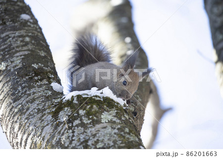 エゾリス 86201663