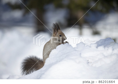 エゾリス エゾリス 86201664