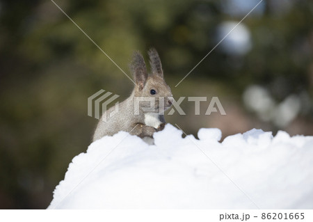 エゾリス 86201665